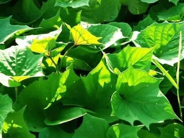 苍南|春风十里 不如苍南这几道时令美食!你尝了吗?