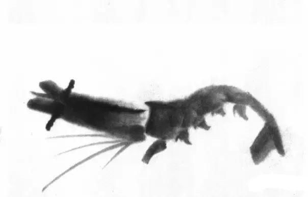  画法|怎么画鱼虾蟹蛙、写意《趣》画法