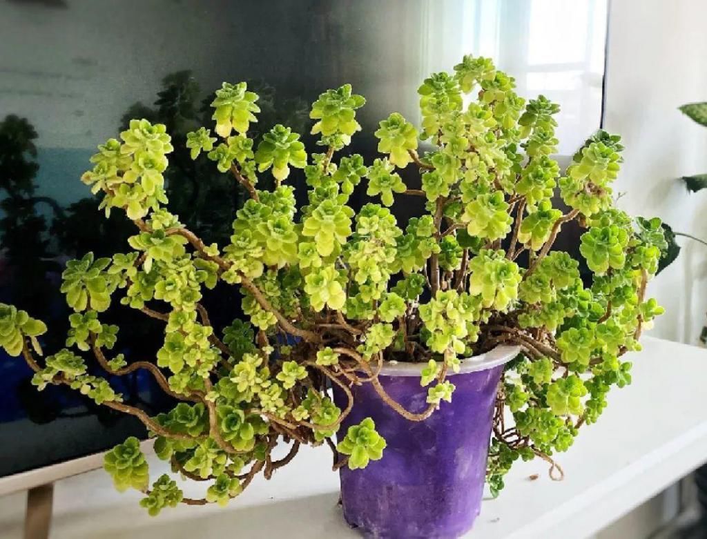 养成|最大的长寿老桩，7年时间，养成盆景！