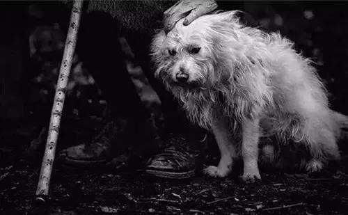  上海|上海首例！遗弃宠物犬被公安机关处罚！如果不爱请别养