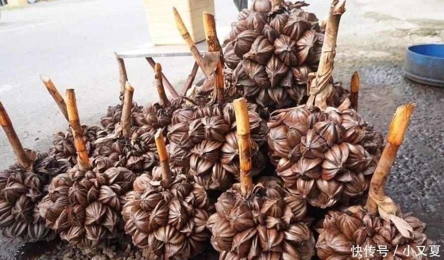 濒临灭绝|这种水果在中国1斤200元，被吃的濒临灭绝，在国外却卖3斤1块钱