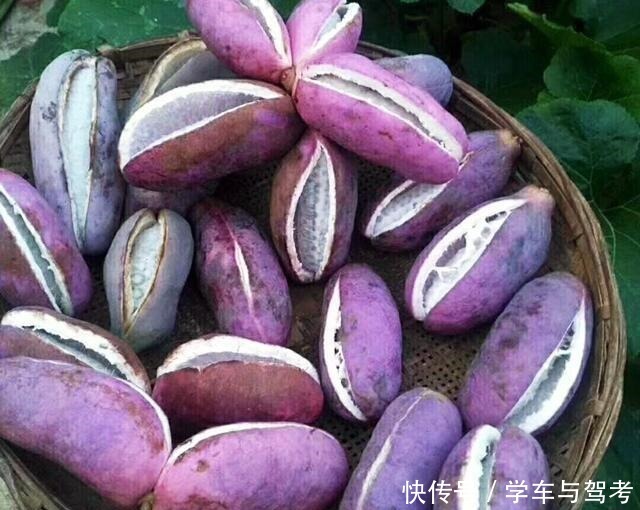 天价|中国满山都是的,在日本却被卖出了天价,这种水果你见过么