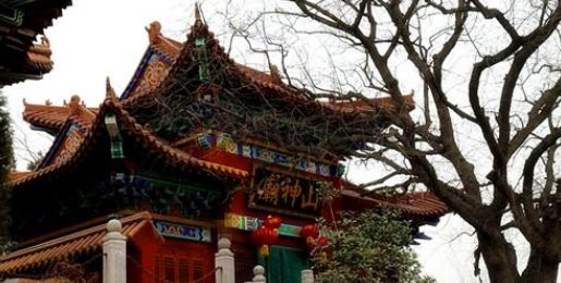  孩子|狗妈妈复仇记，孩子惨遭杀害，放弃投胎也要报今世之仇