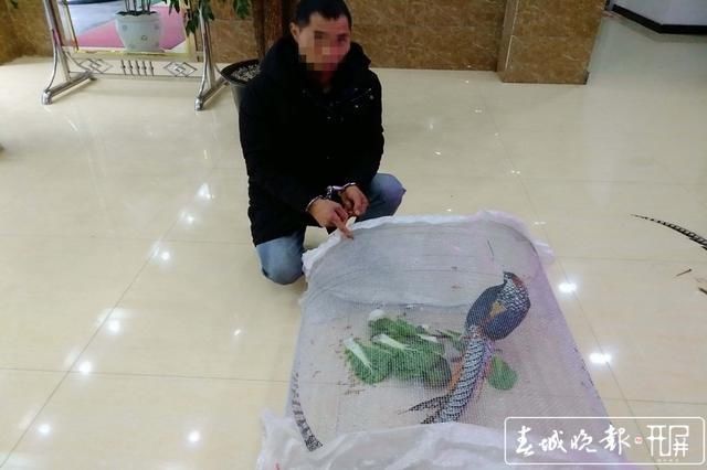  山鸡|昭通一男子捉了只“山鸡”，换来半年刑期和2000元罚款