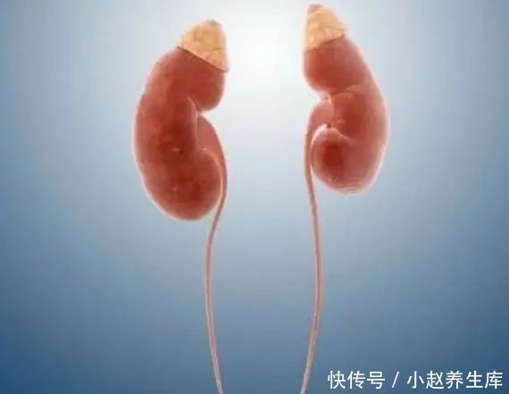 喝啤酒|喝啤酒后,多长时间去“排尿”,说明肾脏比较强吗?