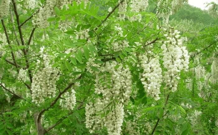  欣赏|农村里这种花可以欣赏还可以做菜来吃, 你知道是什么花吗?