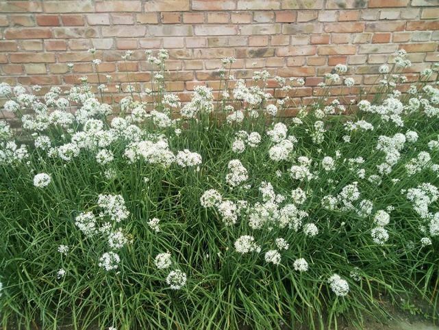  腌制|一到9月很多人采摘它，腌制一坛够吃半年，香味扑鼻南北方都爱吃