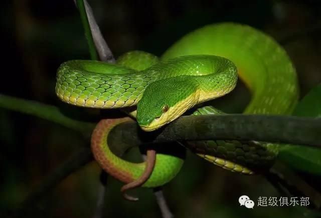  上山|命悬一线！贵州4岁男童上山采蘑菇，不幸被蛇咬伤