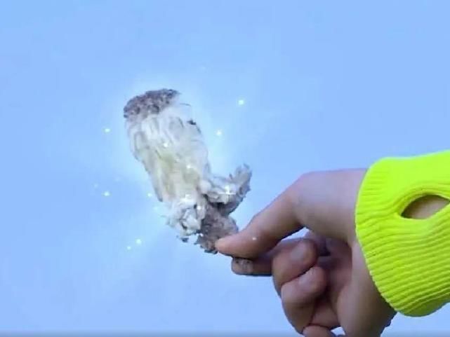 大树杜鹃|山上的雪莲，说摘就摘？