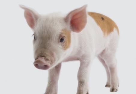  眼里|心理测试：哪只小猪比较可爱？测测你在朋友眼里是什么样的人