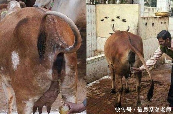 男子|印度男子卖牛尿每年获利百万,人们喝了之后赞不绝口