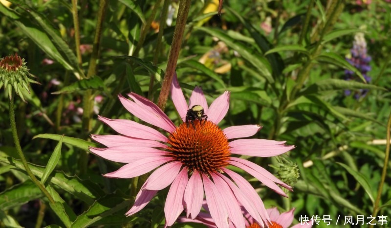 运势|8月开始事业顺利,吉星辅助,终成大器的四大生肖