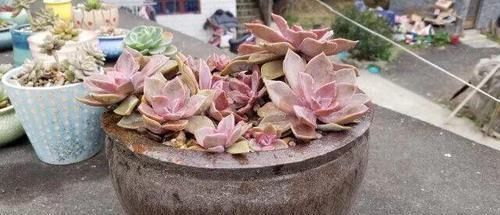 个个|他用菜坛子养多肉,1分不花又好看,个个壮得像白菜