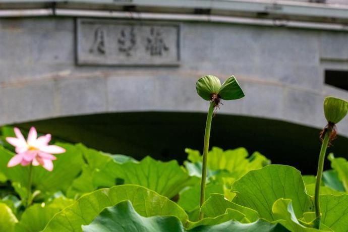  呼吁|玄武湖并蒂莲被采 景区呼吁游客文明游园