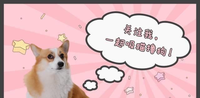 狗狗|狗为什么走一会就尿一次呢？