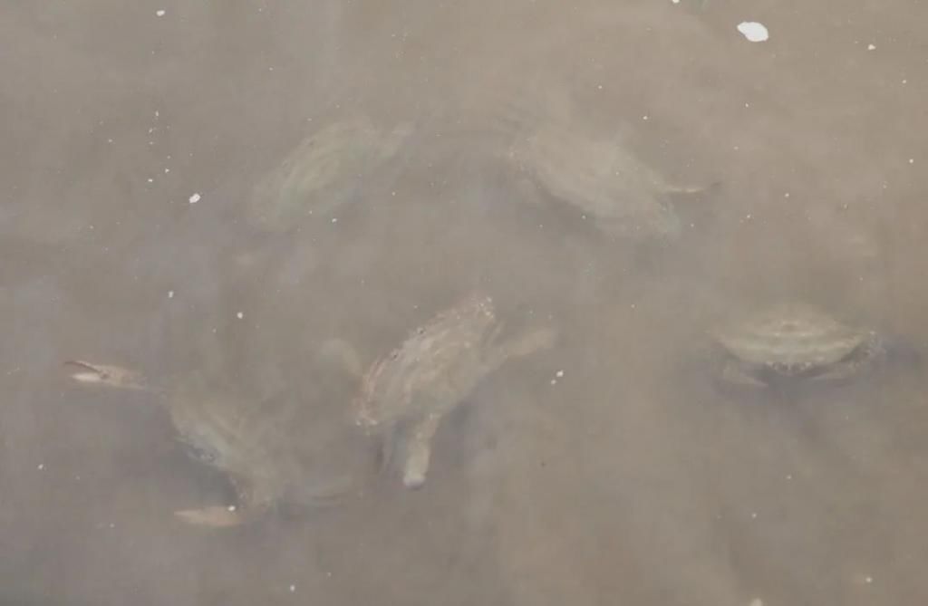  高质|梭子蟹“秋苗夏收”,有望在禁渔期产出高质蟹，期待不？