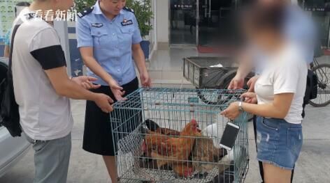 只为|58岁男子夜盗百余只家禽 只为讨女友欢心