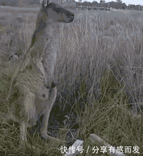  忘记|爆笑GIF: 男演员太贴心了, 吻玩还不忘记帮女演员擦嘴