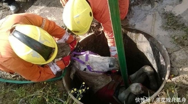  陷入|直击: 陷入各种“困境”的动物奇葩瞬间