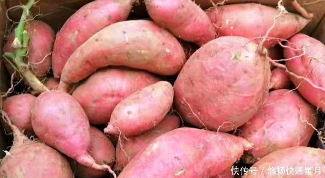 红心|同是红薯,“红心”和“黄心”的有啥区别,老农民别再瞎买了