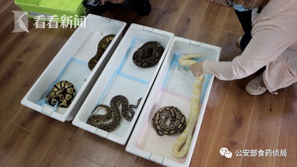 收购|看着都怕!男子在家中养了18条蟒蛇!上海警方侦破非法收购濒危野生动物案