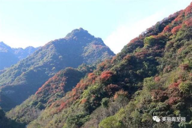  周至|周至有一种风景，叫青山红叶！