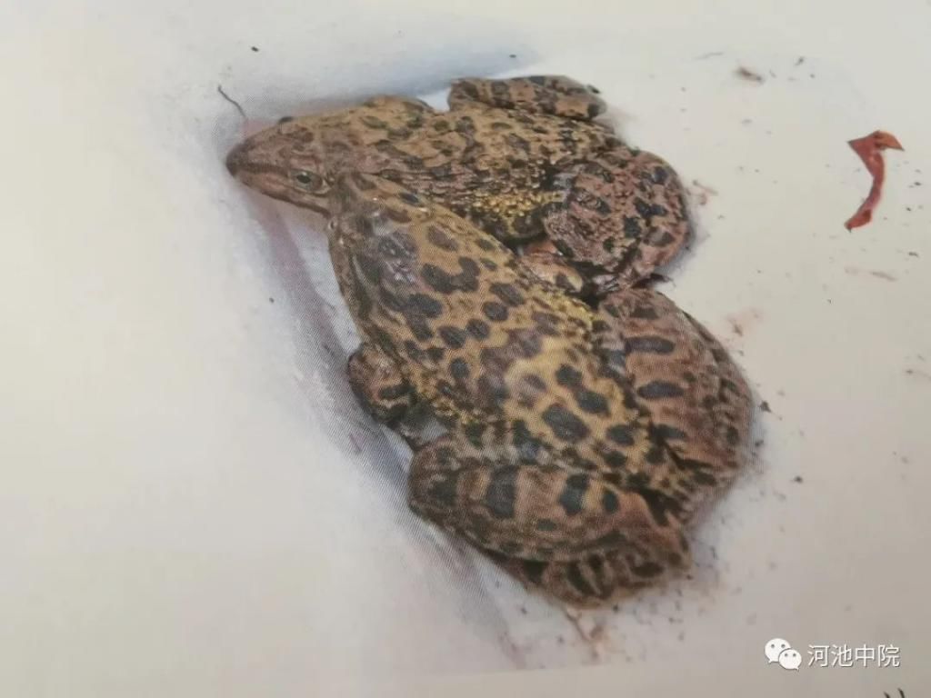  族自治区|说法 | 抓青蛙也犯法！环江4名男子抓了116只野生蛙被判刑