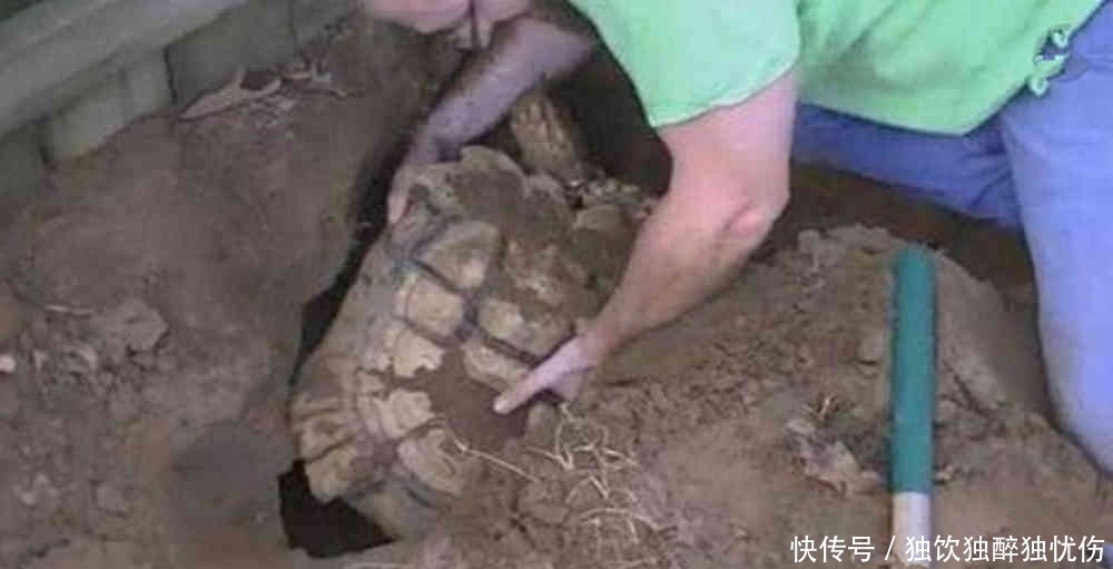 专家|2000多年历史的古墓,爬出一只“乌龟”,周围人的脸色都变了