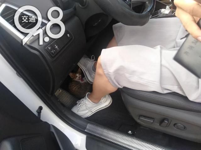  小车|一小车高速狂飙，打开车门后惊了：脚边露出一双眼睛