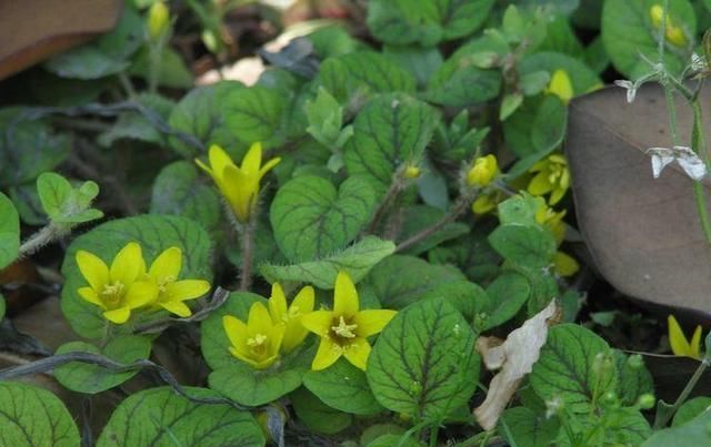 野菜|乡村有些喂猪的野菜,能治胆囊炎、黄疸性肝炎、泌尿路结石等症