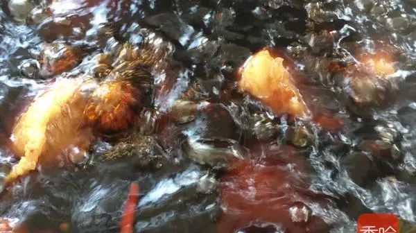  高蛋白|7月少吃猪肉多吃它, 高蛋白低脂肪, 尤其脾胃虚弱的人更要常吃