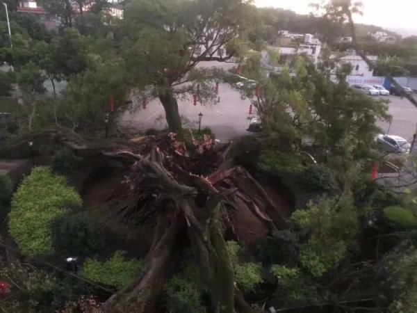  广东|广东850年古榕树今日冲上热搜！