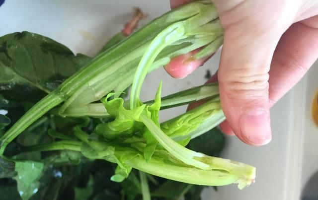  凉拌菜|夏天想要清凉解暑，凉拌菜必不可少！凉拌菠菜，味在嘴里爽到心里