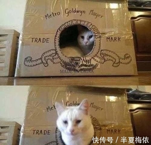 豪华|有才!外国网友用废纸箱,给喵星人打造豪华城堡