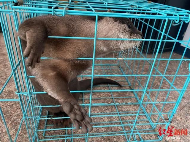  抓获|四川泸州警方破获跨省野生动物买卖案，解救水獭猕猴等多只国家保护动物
