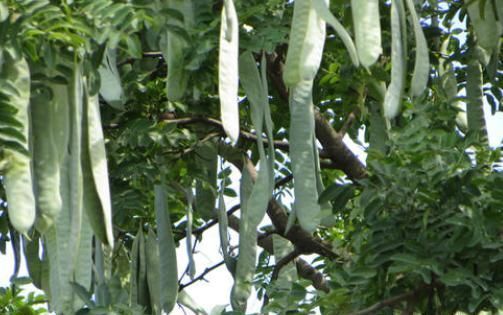  糖水|原产自我国，果实在古代是贡品，儿时用它煮糖水喝，如今100元1斤