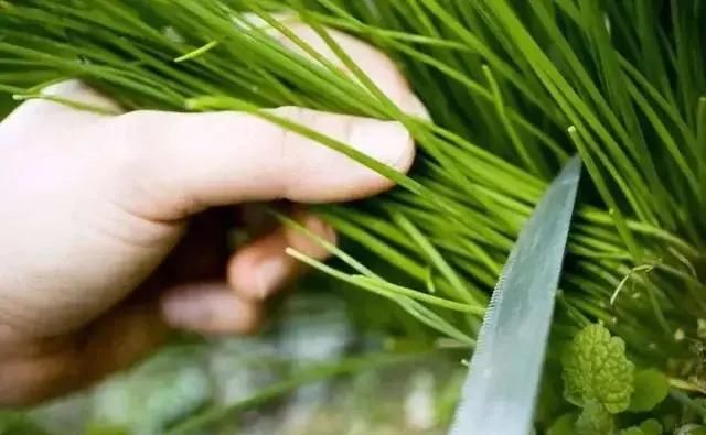  归母净利润|天山生物20天股价暴涨5倍，配资公司老板成最大赢家？