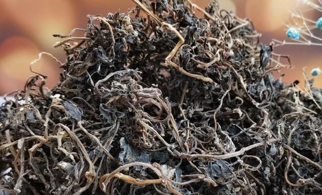  冬天|农村随处可见的菜，新鲜的时候没人吃，晒干了冬天包包子贼香