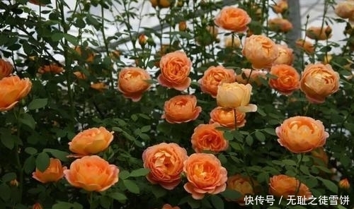 新手|5种月季花，号称开花机器，几乎不生病，新手也会养