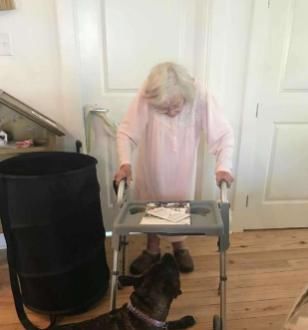 棒棒糖|狗被主人遗弃，主人的话让人愤怒，被救后，狗用行动报恩