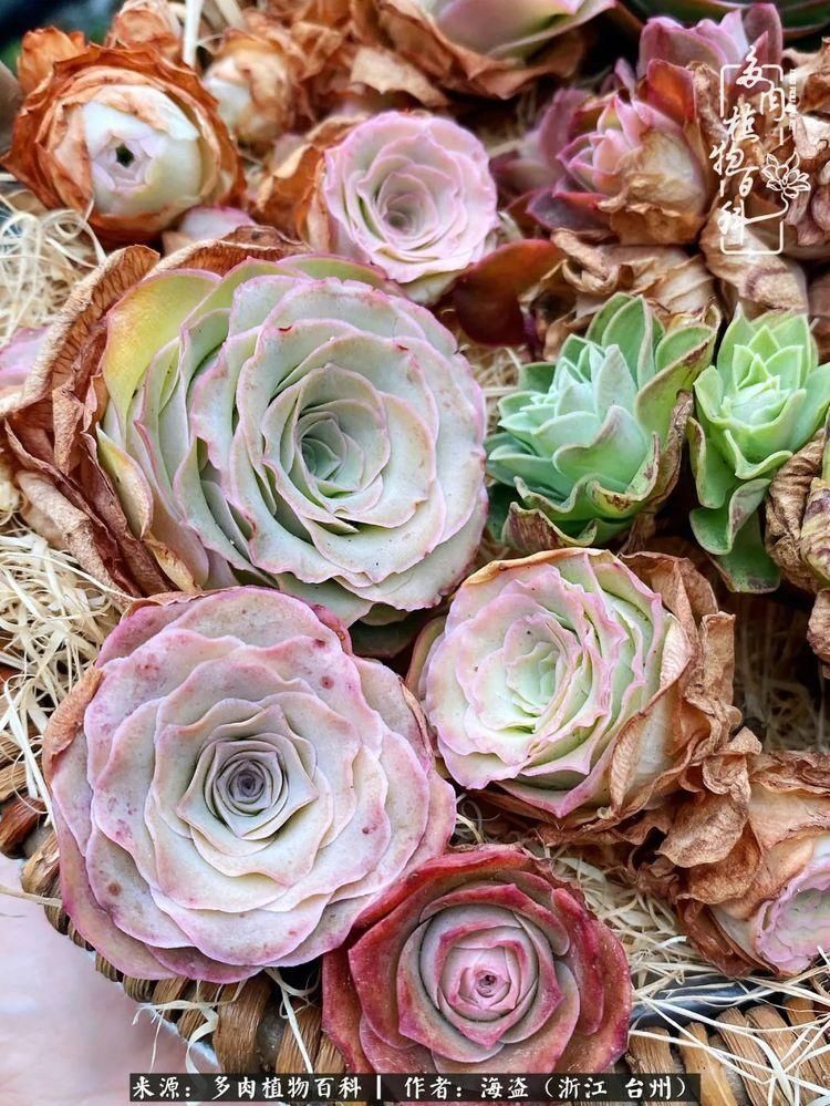  梅雨季|干货：高温高湿梅雨季，山地玫瑰养护提醒，帮你远离黑腐！