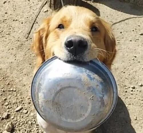 回来|网友从屠宰场救出金毛，回来后一直叼着碗不放，背后原因让他泪崩