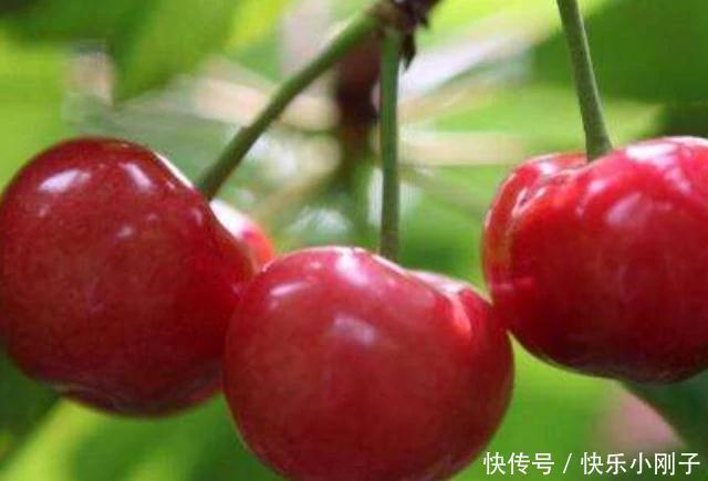 常见|怀孕后,4种常见食物孕妈可劲儿吃,或能促进胎儿发育,预防贫血