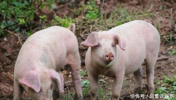 堪称一绝|“朱”是明朝国姓，那老百姓要杀猪怎么办？朱元璋的做法堪称一绝