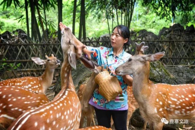  香桥岩溶|广西低调小城竟然藏了个“小奈良”！喂鹿、玩水、游古镇……太舒服了！