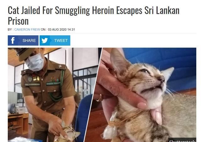  别乱|囚犯用流浪猫在监狱里运毒！猫咪被抓后遭训：别乱信人类