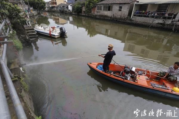  福寿螺|宁波河边这种粉红色的卵千万不要碰