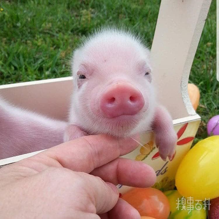  食用|今日份甜～加冰食用口感更佳