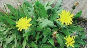 如今|路边随处可见的中草药,看看你认识吗?如今是餐桌上的美味