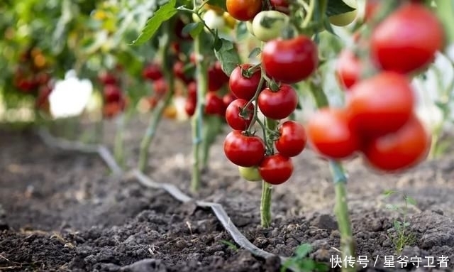 还要|在家种个菜都这么美,还要什么花园?